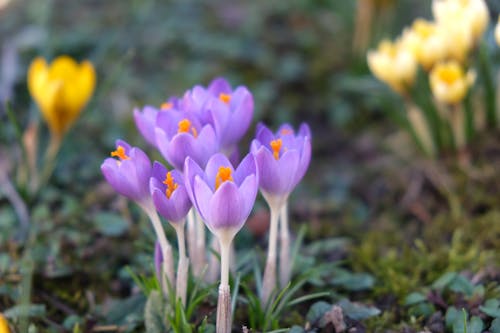 Close-Up Photo of Blooming Purple Early Crocus