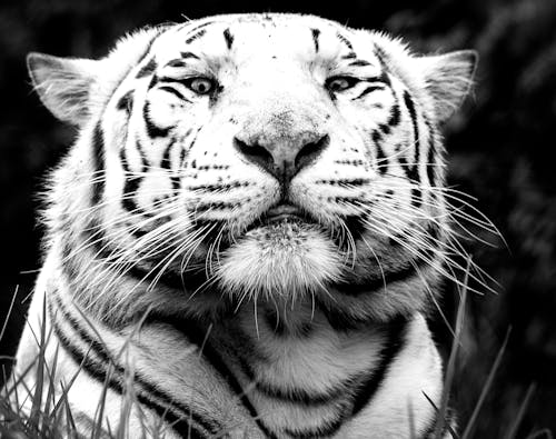 Foto profissional grátis de tigre branco
