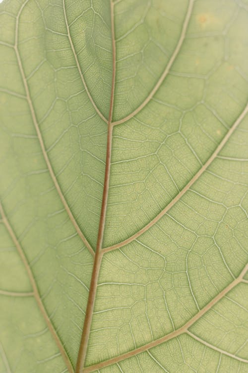 가까이 사진에 녹색 잎