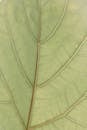 Macro Photography of a Green Leaf