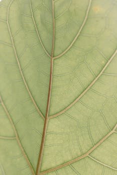 Detailed macro shot showcasing the intricate vein patterns of a green leaf, perfect for nature backgrounds.