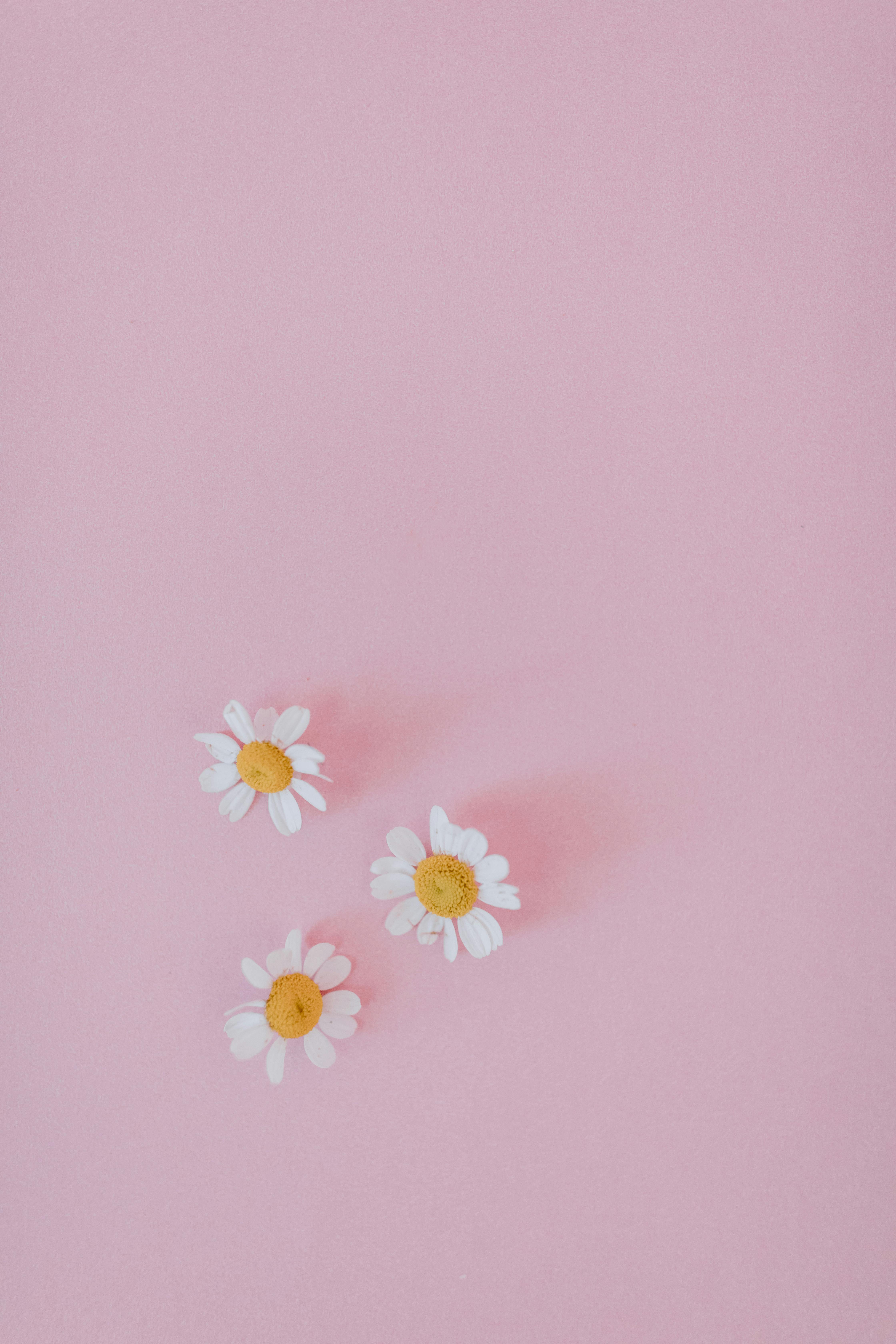 Pink daisy background  Pink flowers wallpaper Simple iphone wallpaper  Cute desktop wallpaper
