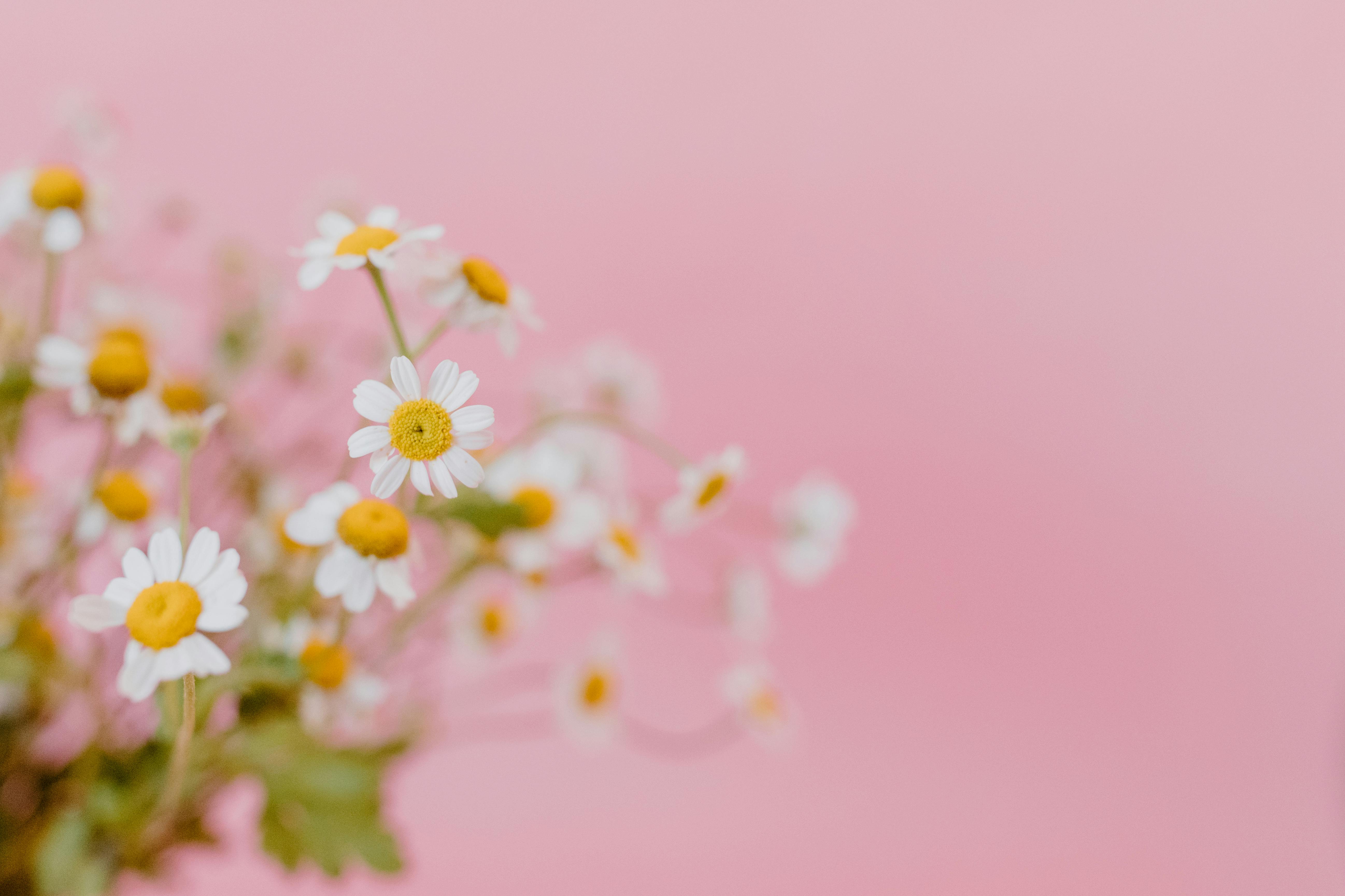 White and Yellow Flowers in Pink Background · Free Stock Photo