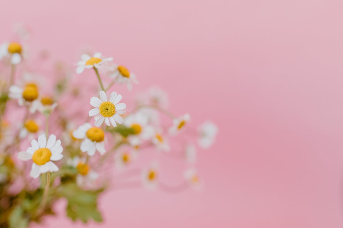 Hoa trắng và vàng trên nền hình nền màu hồng miễn phí mang lại sự nhẹ nhàng và thanh thoát của thiên nhiên vào màn hình của bạn. Đừng bỏ lỡ cơ hội để tải hình ảnh này miễn phí và tận hưởng cảm giác tuyệt vời mà nó mang lại.