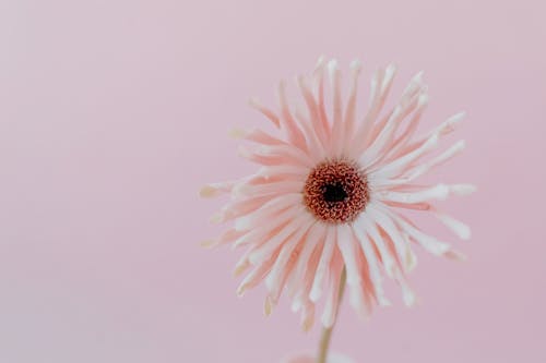 Close Up Photo of Pink Daisy in Bloom