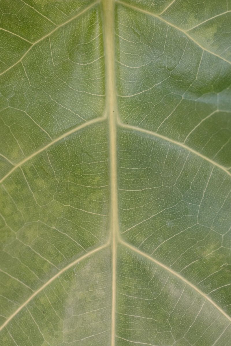 Chlorose ferrique