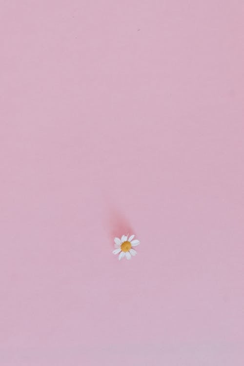 White and Yellow Flower on Pink Background