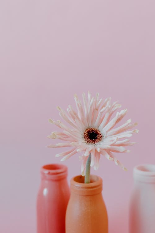 A Pink Daisy in a Flower Vase