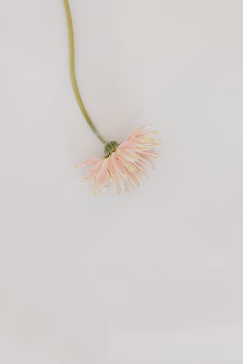 Imagine de stoc gratuită din botanic, delicat, floare roz