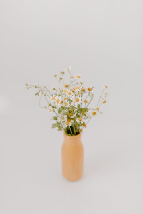 Hoa cúc trắng trong bình gốm nâu đơn giản trên nền trắng trung tính — phong cách wabi-sabi gốm thủ công