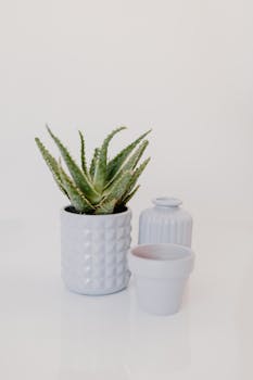 Aloe vera plant in a geometric white pot with minimalist decor, perfect for home or office still life photography.