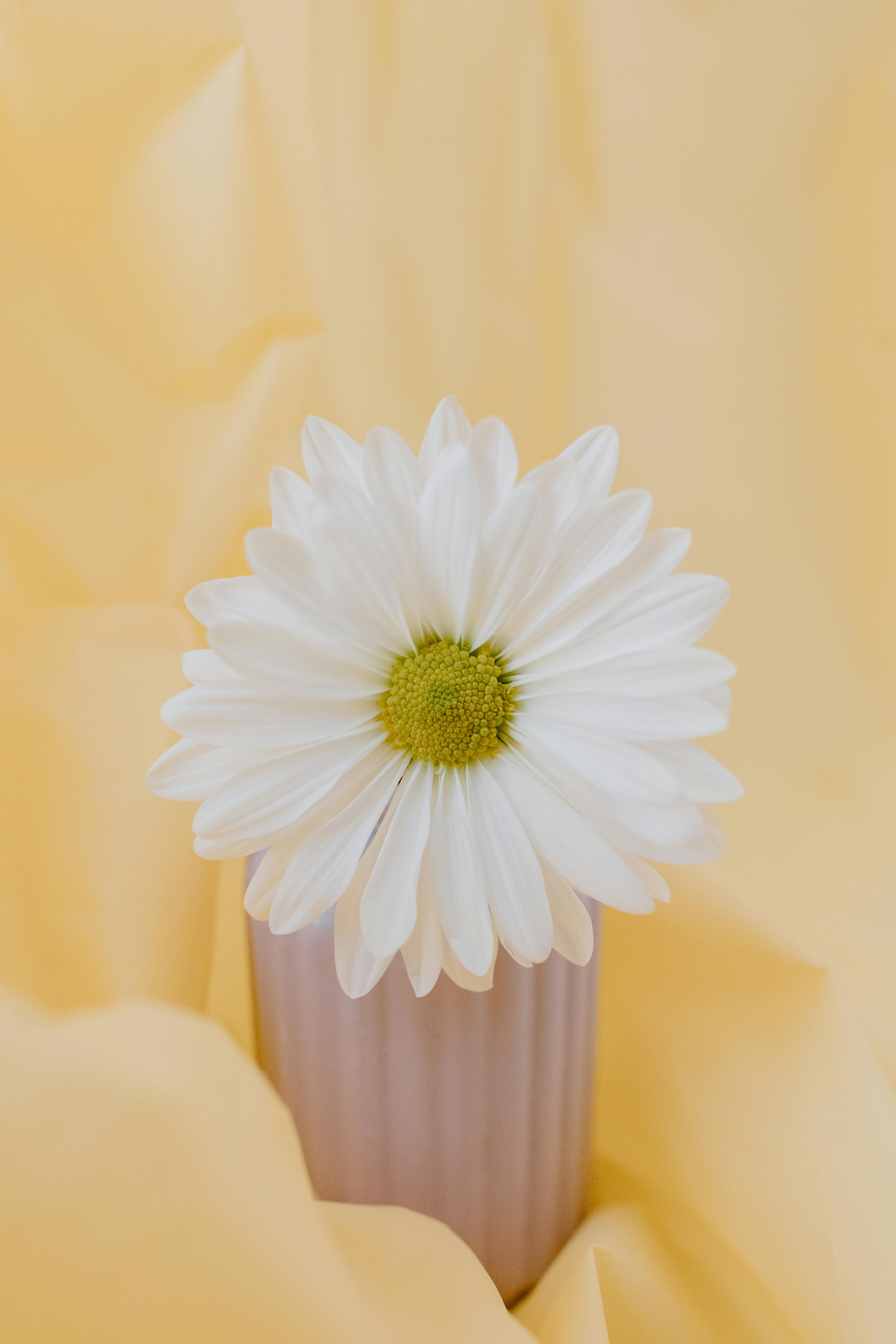 A close-up of a beautiful white daisy in a pastel vase set against a soft yellow background, capturing freshness and simplicity.