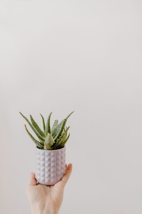 Free A hand holding a ceramic pot with a succulent, against a white background, perfect for minimalist decor themes. Stock Photo