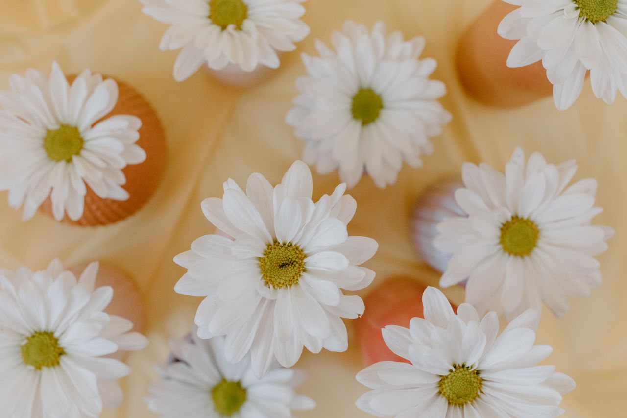 top view of white daisies artistically arranged on a soft beige backgr