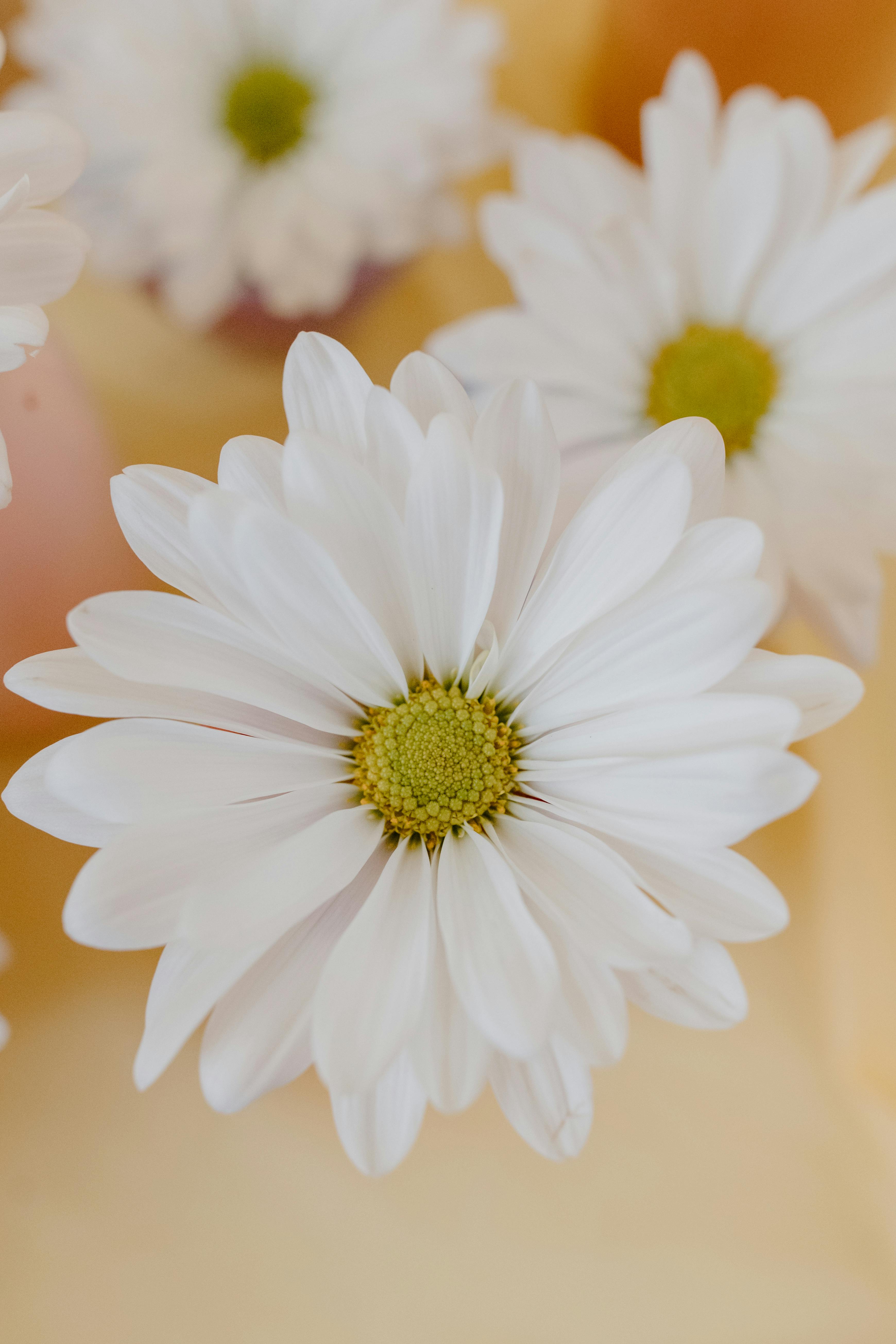 white daisy wallpaper