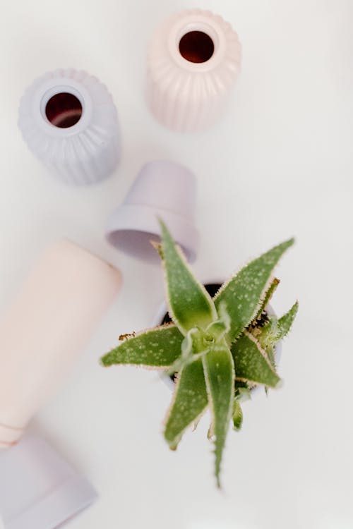 Top View of an Aloe Vera Plant