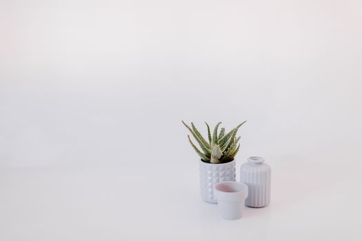 Elegant aloe vera plant in white pots on a clean white background, perfect for modern decor.