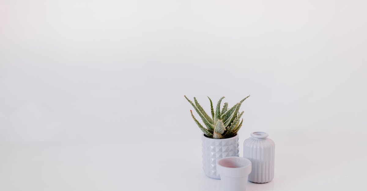 An Aloe Vera Plant ins Small White Pot · Free Stock Photo