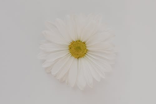 A Close-Up Shot of a White Flower