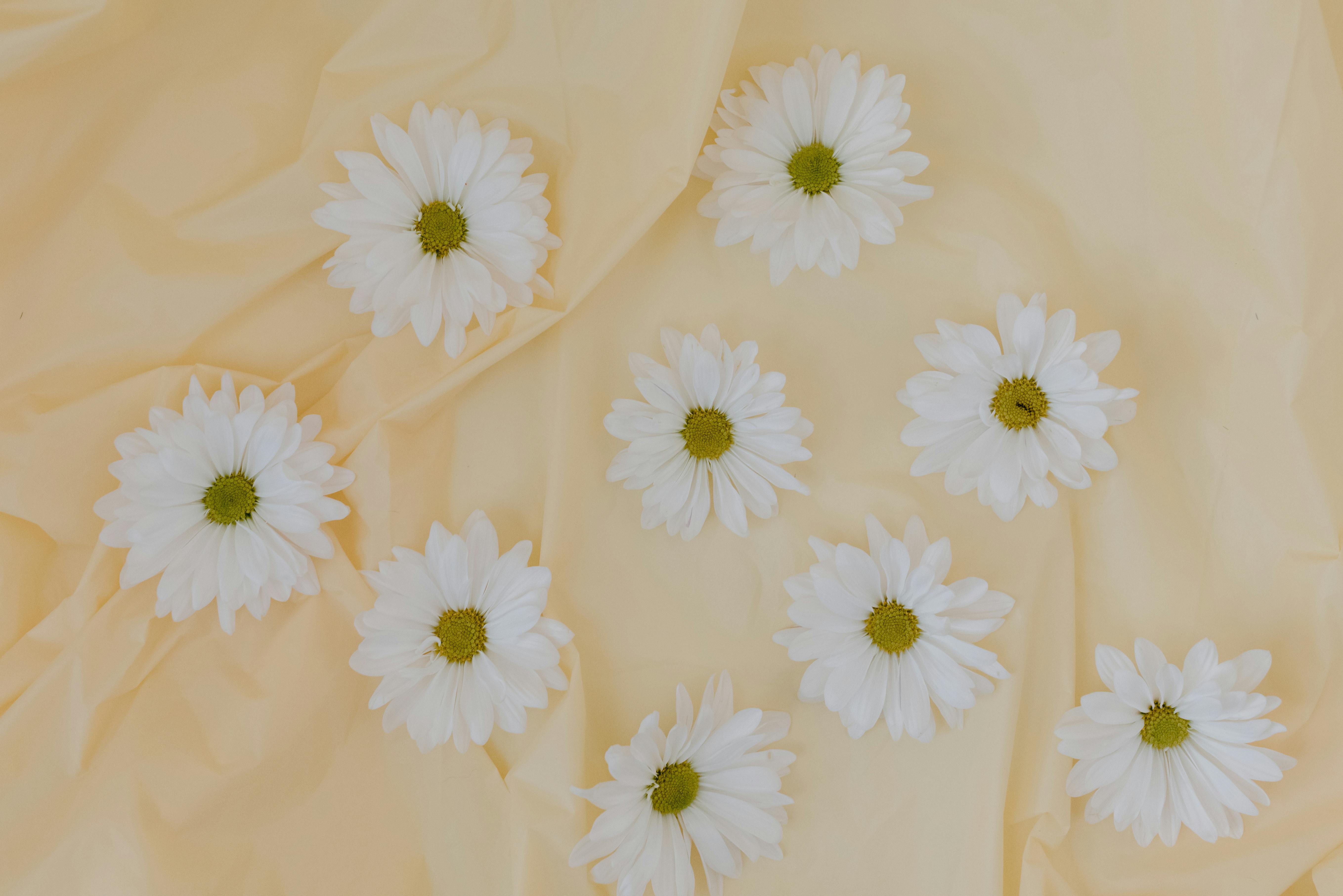 Beautiful white daisies arranged on soft yellow fabric, capturing a minimalist and elegant aesthetic.
