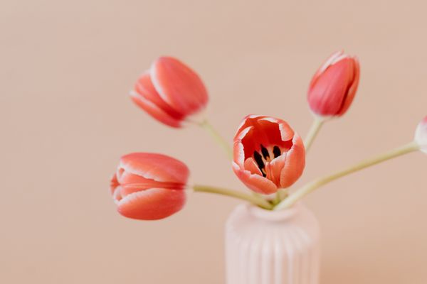 Coral tulips in a vase on a beige ground — Tara Winstead on Pexels