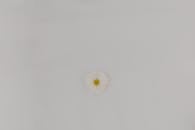 A White Flower on a White Background