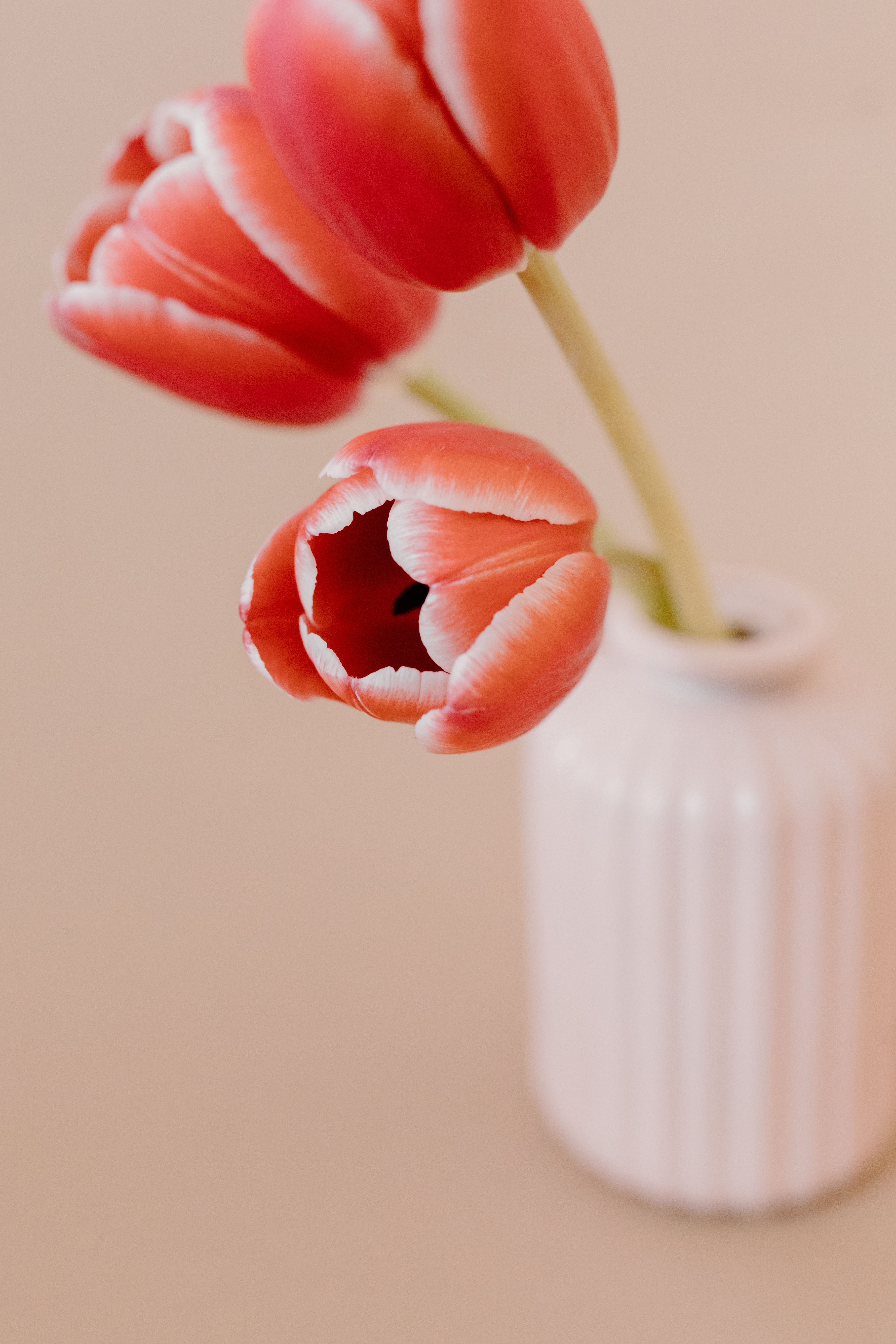 Gelin Çiçeği - Bulgurlu Çiçek 🌸 Çiçekçi