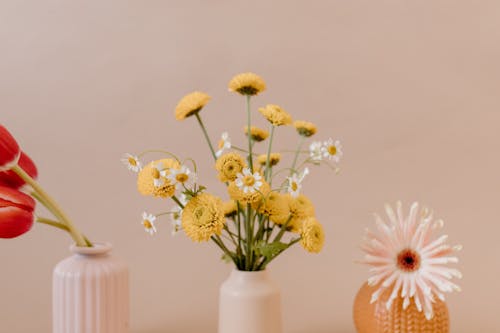 Imagine de stoc gratuită din bej fundal, decorațiuni, flori