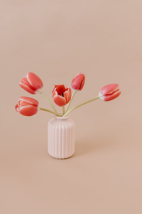 Hoa tulip là một trong những loại hoa nổi tiếng về sắc đẹp và độc đáo. Hãy thưởng thức màu sắc tuyệt vời và hương thơm ngọt ngào của hoa tulip trong hình ảnh này.
