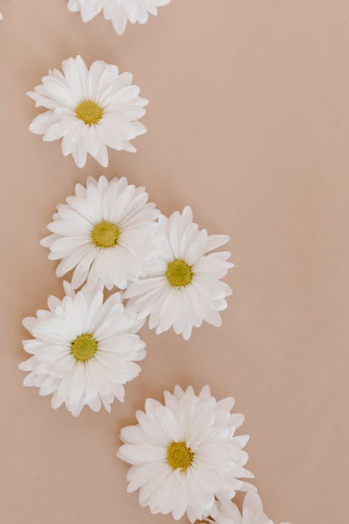 White Flowers on Beige Background