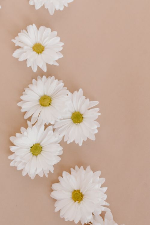 Free Minimalist floral flatlay with white daisies on a beige background, perfect for natural decor. Stock Photo