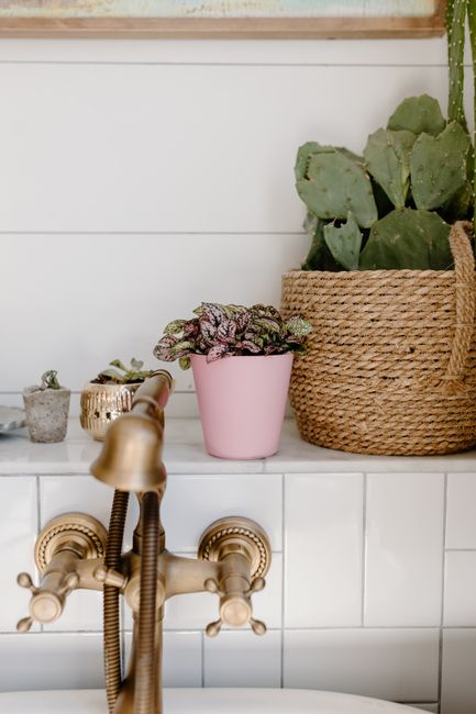 Stylish bathroom decor featuring a potted cactus and decorative faucet for a natural touch.