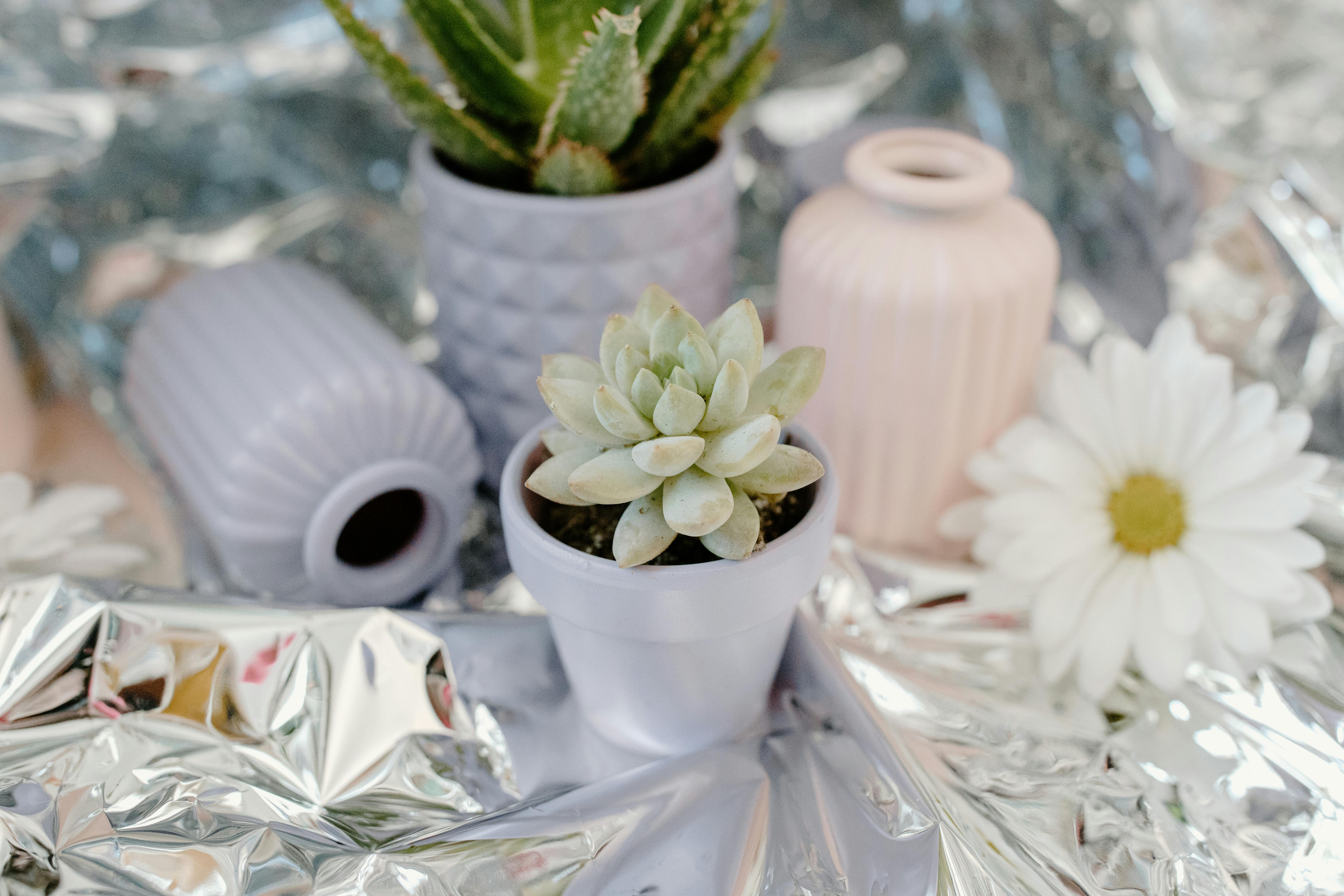 Stylish arrangement of a succulent in a pot with decorative vases and a daisy on silver background.