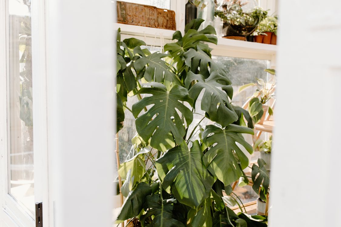 Green Monstera Plant Near Glass Window  Free Stock Photo