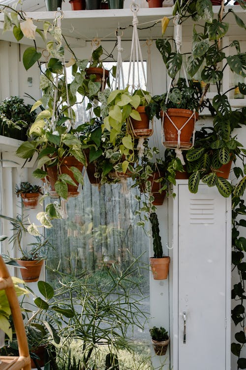Free Hanging Green Plants on Brown Clay Pots Stock Photo