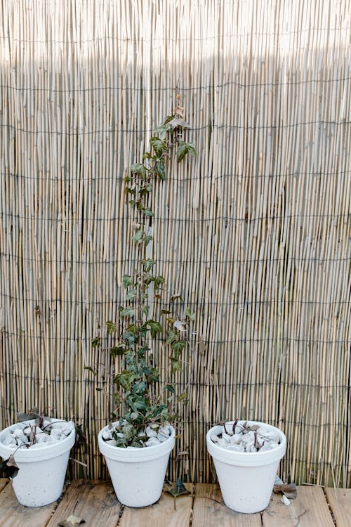 Fotobanka s bezplatnými fotkami na tému bambus, črepníky, domáca záhrada