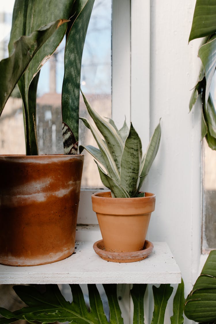 Potted Green Plants On The Window Sill