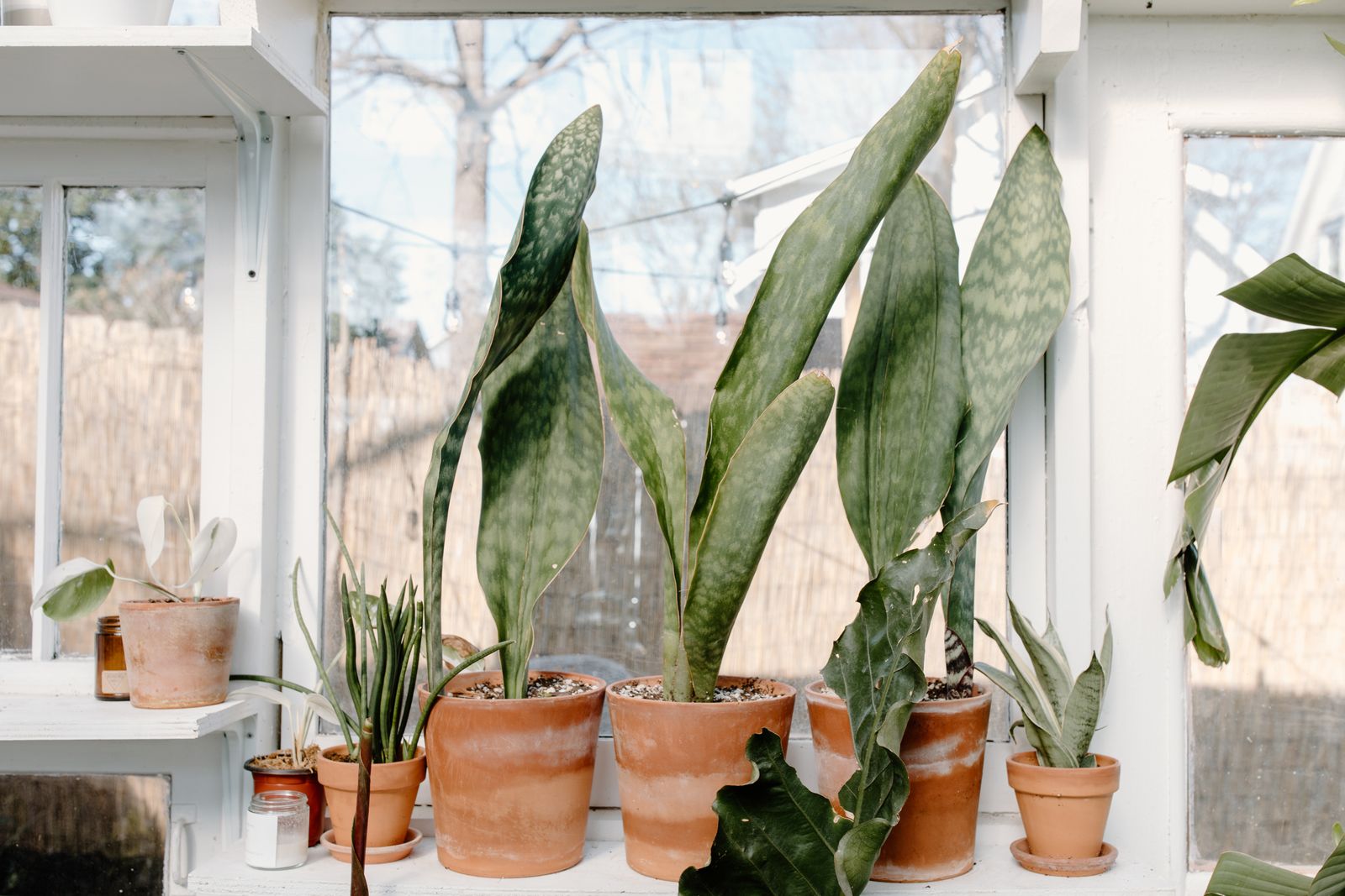 Several of the best indoor plants for air quality grouped on a bright windowsill
