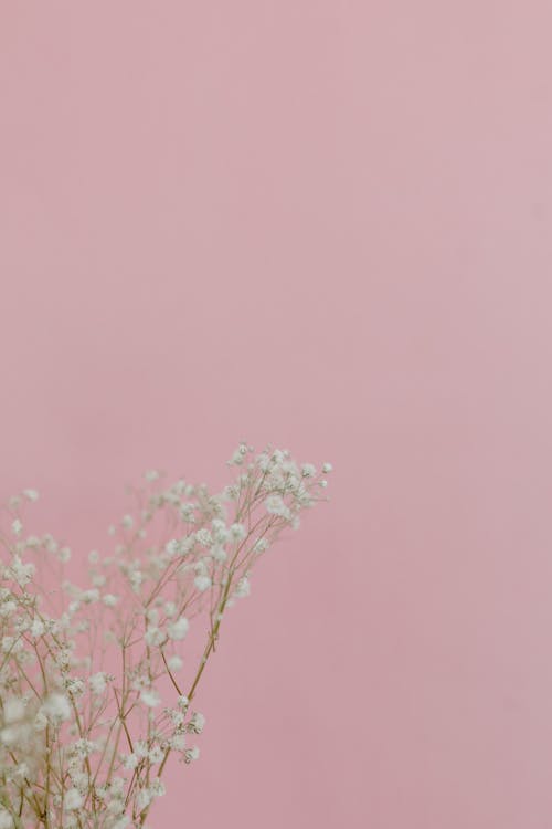 Immagine gratuita di bellissimo, fiori bianchi, gypsophila