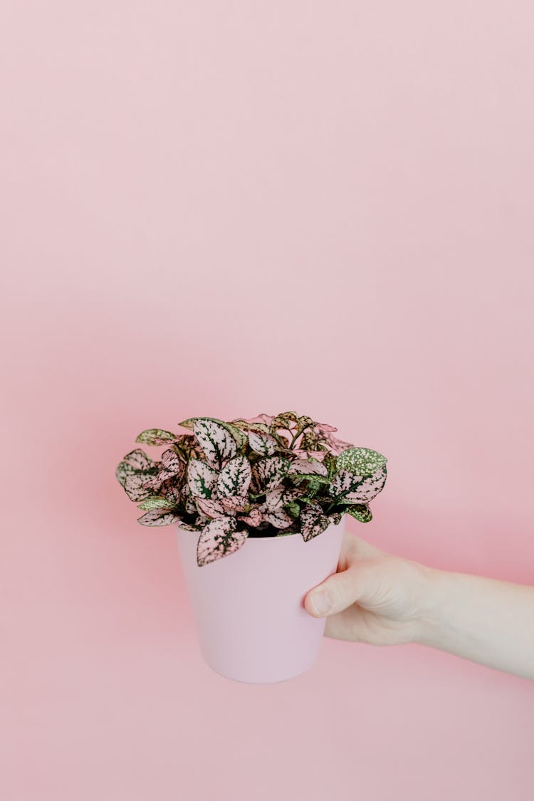 A Person's Hand Holding A Pot With A Polka Dot Plant