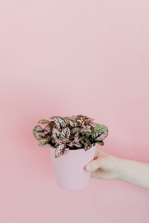 Free Hand holding a pink pot with a colorful polka dot plant against a soft pink background. Stock Photo