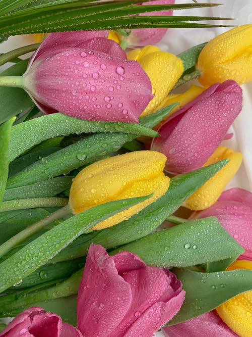 Close-Up Photo of Yellow and Pink Tulips with Water Droplets