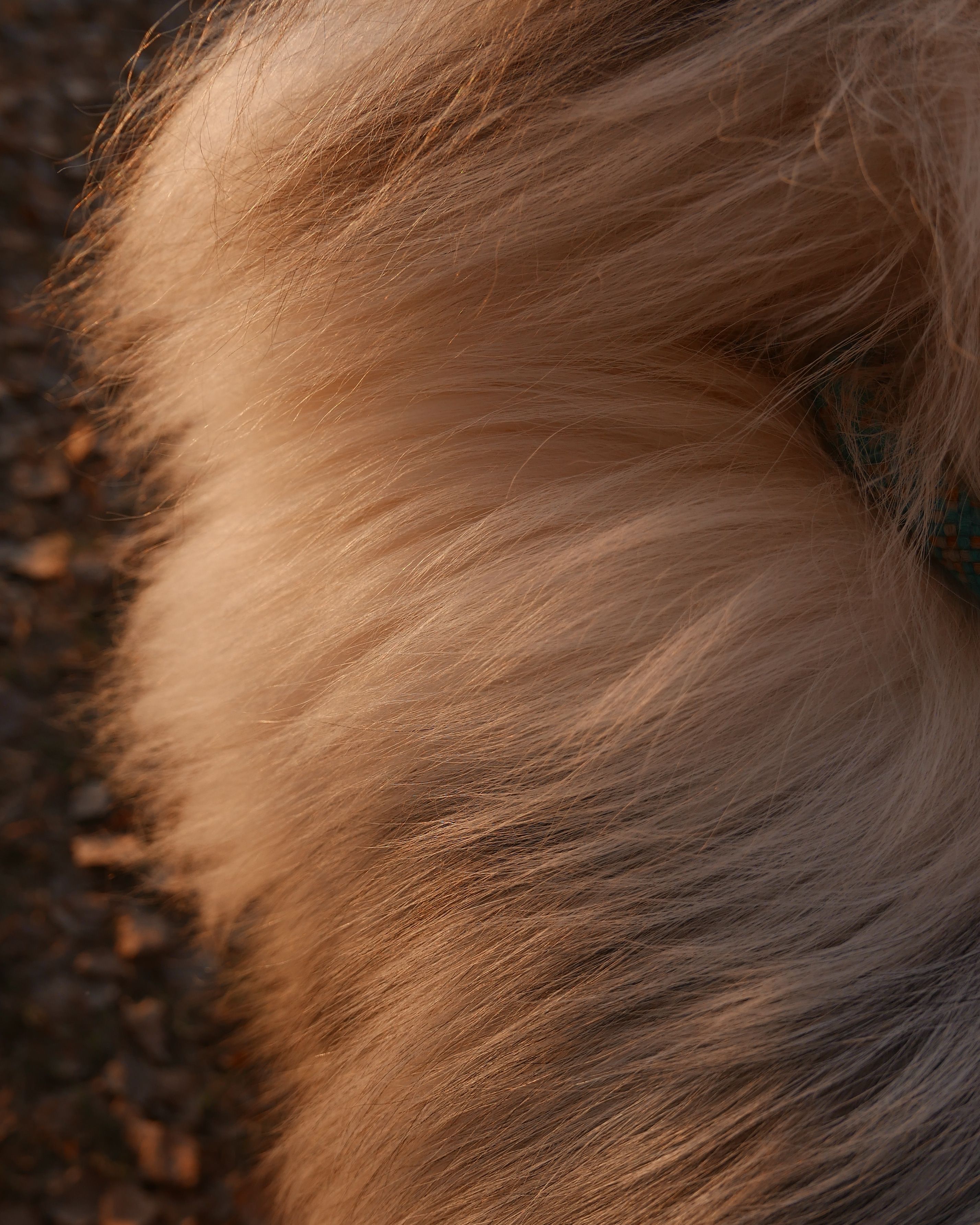 Gros plan de poil clair et soyeux d'un chien, lumière chaude