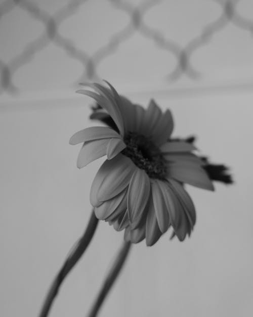Monochrome Photo of a Sunflower