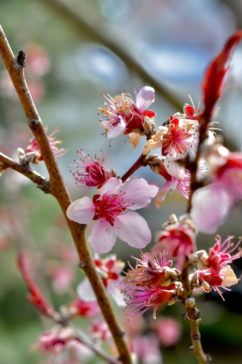Ingyenes stockfotó almavirág, gyönyörű virág, szépség a természetben témában