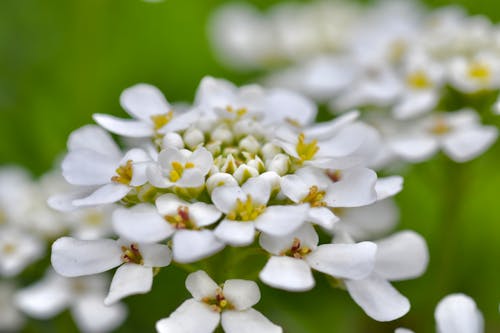 Close-Up Shot of White Annual Candytuft Flowers