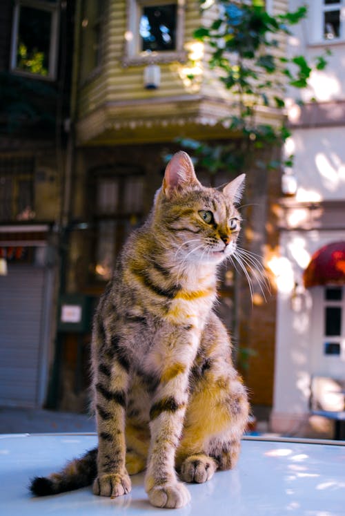 Free stock photo of cat, street photography, wallpaper