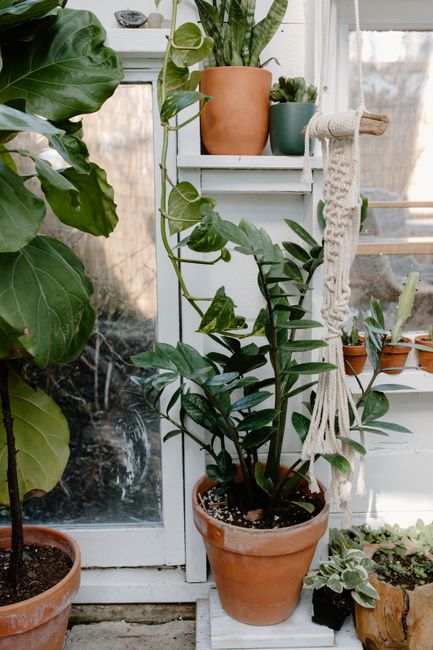 A cozy indoor garden setup featuring various houseplants in terracotta pots with macrame decor.