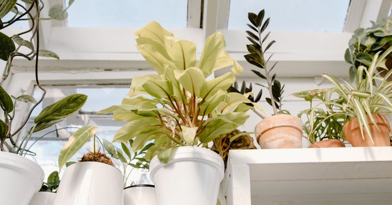 Sarracenia : Guide culture plante carnivore