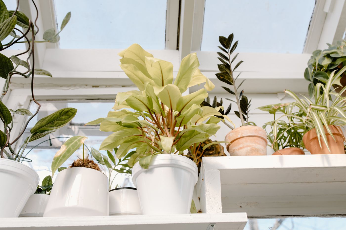 Houseplants in white pots along a sunlit windowsill — Tara Winstead on Pexels